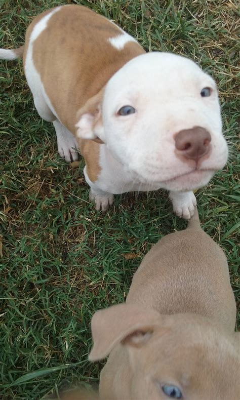 pitbull puppies for sale okc